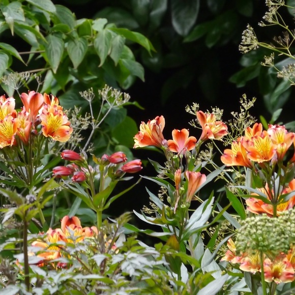 Meet your Posher, Isabel - Picture 1 of 1